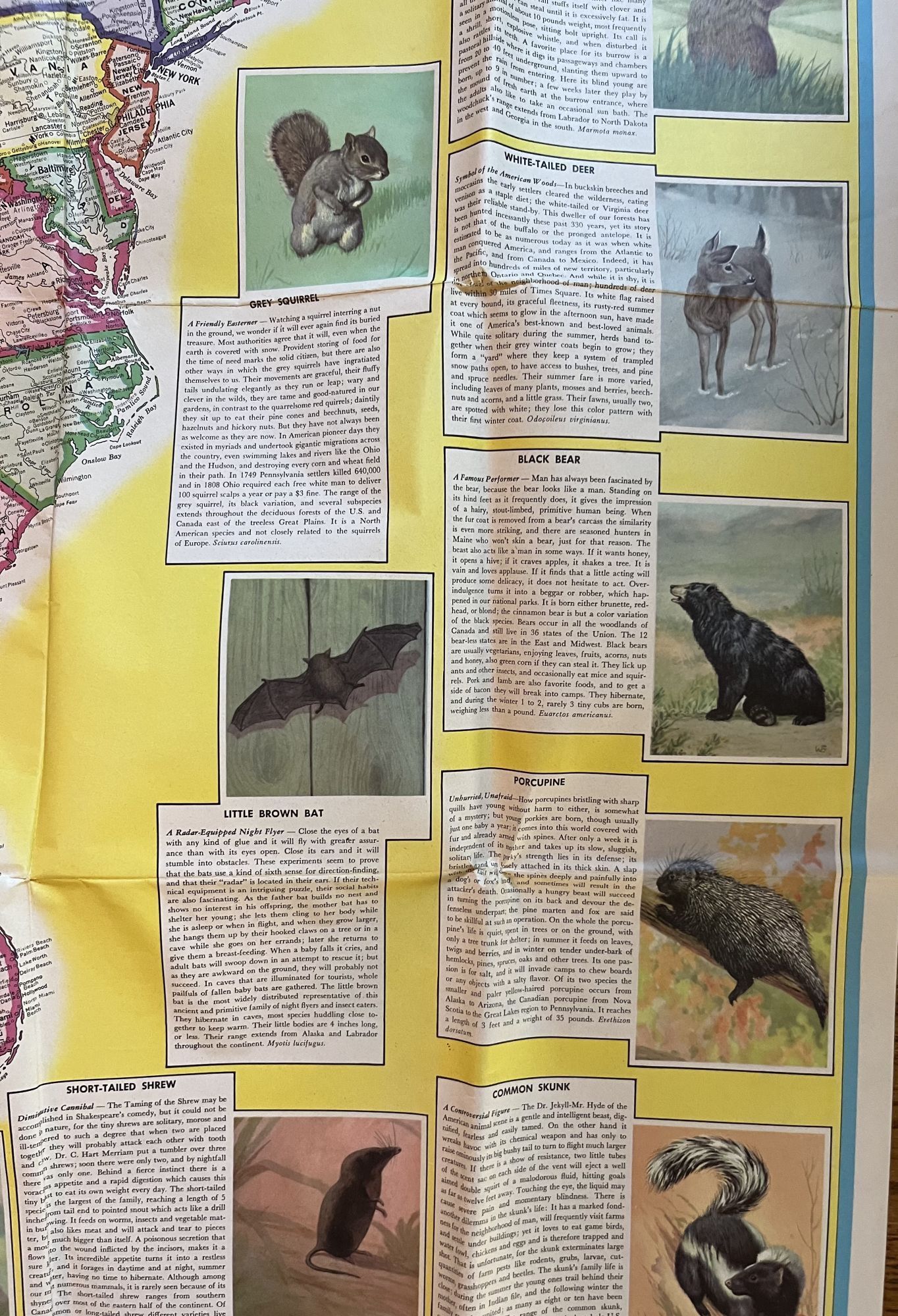 Hammond's Animal Map of the United States